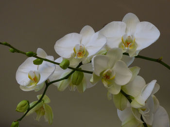 Close-up of white flowers blooming outdoors