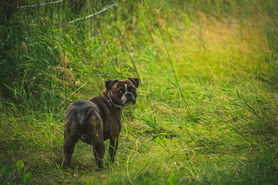 Exploring dog looking for approval