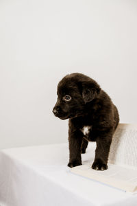 A black puppy sits on a white table