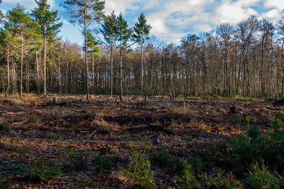 Scenic view of forest against sky