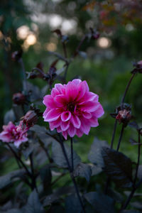 Close-up of pink rose