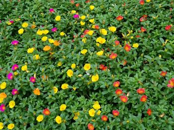 High angle view of flowering plants on field