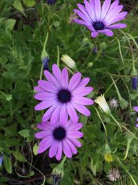 Close-up of purple flowers blooming outdoors