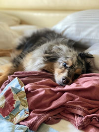 Dog lying down on bed at home