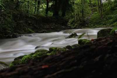 Scenic view of waterfall in forest