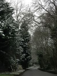 Empty road along trees