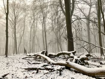 Bare trees in forest during winter