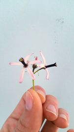 Close-up of hand holding flower over white background