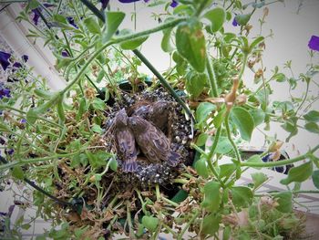 Close-up of lizard on plant