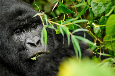 Blac mountain gorilla eating a leaf in a jungle, volcanoes national park in rwanda.