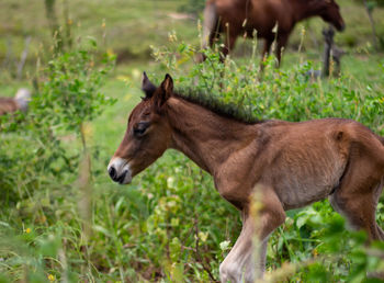 Little brown horse with his mother in the field. newborn equine animal. large mammal.
