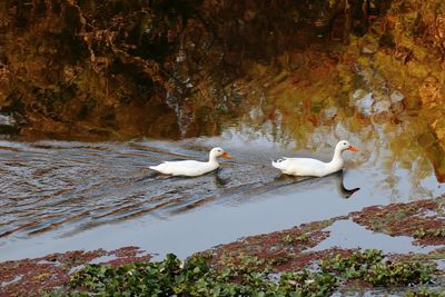 Swans swimming in lake