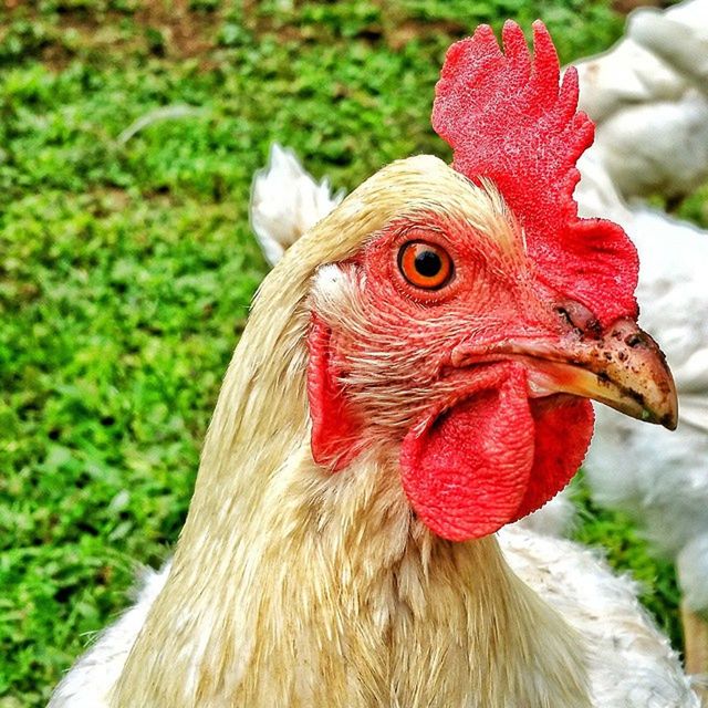 CLOSE-UP OF TWO ROOSTER