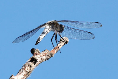 Low angle view of dragonfly against clear blue sky