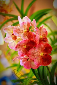 Close-up of flowers blooming outdoors