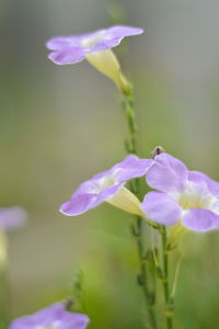 Close-up of purple flowers blooming outdoors