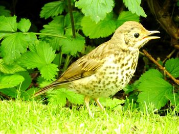 Close-up of bird perching on grass