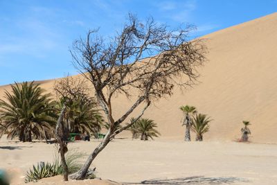 Palm trees on sand against sky