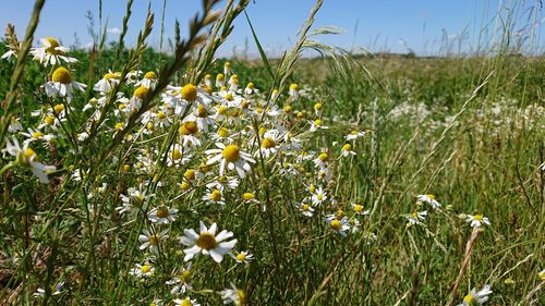 Close-up of flowering plants on field