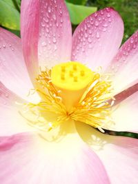 Close-up of fresh pink flower blooming outdoors