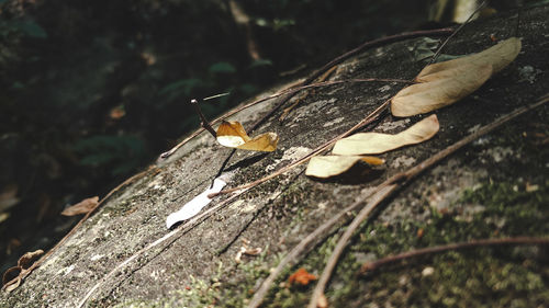 Close-up of dry leaf on field during autumn