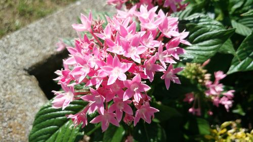 Close-up of pink flowers blooming outdoors