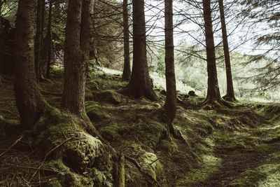 Trees in forest