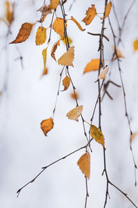 Close-up of dry leaves on tree during winter