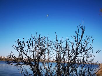 Bird flying over bare trees against blue sky