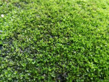 Full frame shot of plants growing on field