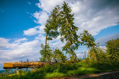 nature
