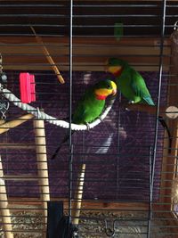 Close-up of parrot perching in cage