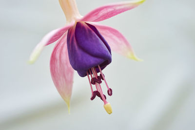 Close-up of fuchsia growing on field