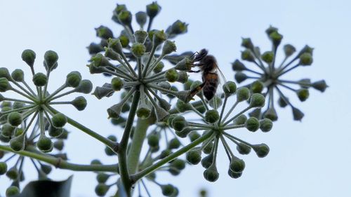 Close-up of flowering plant against sky