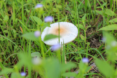 Close-up of mushroom growing on field