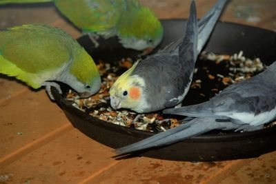 High angle view of fish eating food