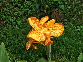 Close-up of yellow flower blooming on field