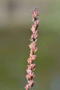 Close-up of plant against blurred background