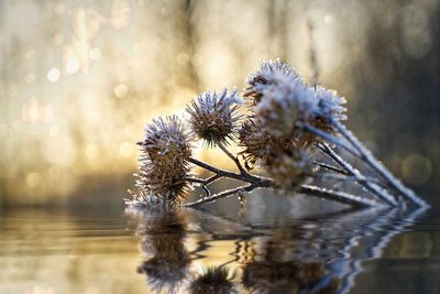 Close-up of frozen flower