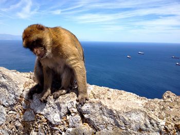 View of monkey on rocks next to sea