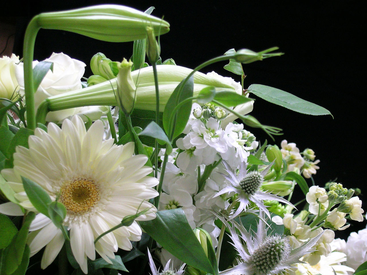 CLOSE-UP OF WHITE ROSE PLANT