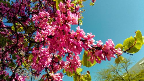 Low angle view of pink cherry blossoms in spring