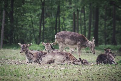 Deer in a forest