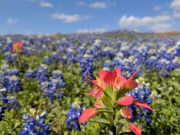 Close-up of flowers blooming on field