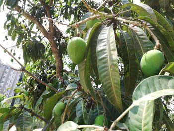 Close-up of fruits on tree