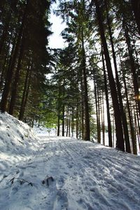 Pine trees in forest during winter