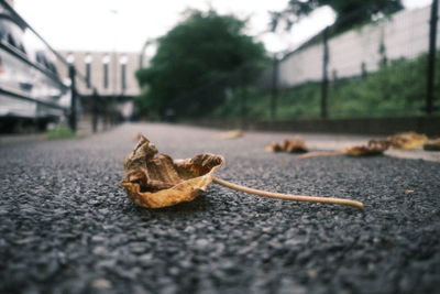 Close-up of dry leaf on road