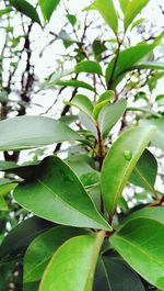 Close-up of leaves