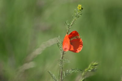 Close-up of red poppy flower