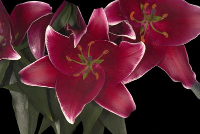 Close-up of pink rose over black background